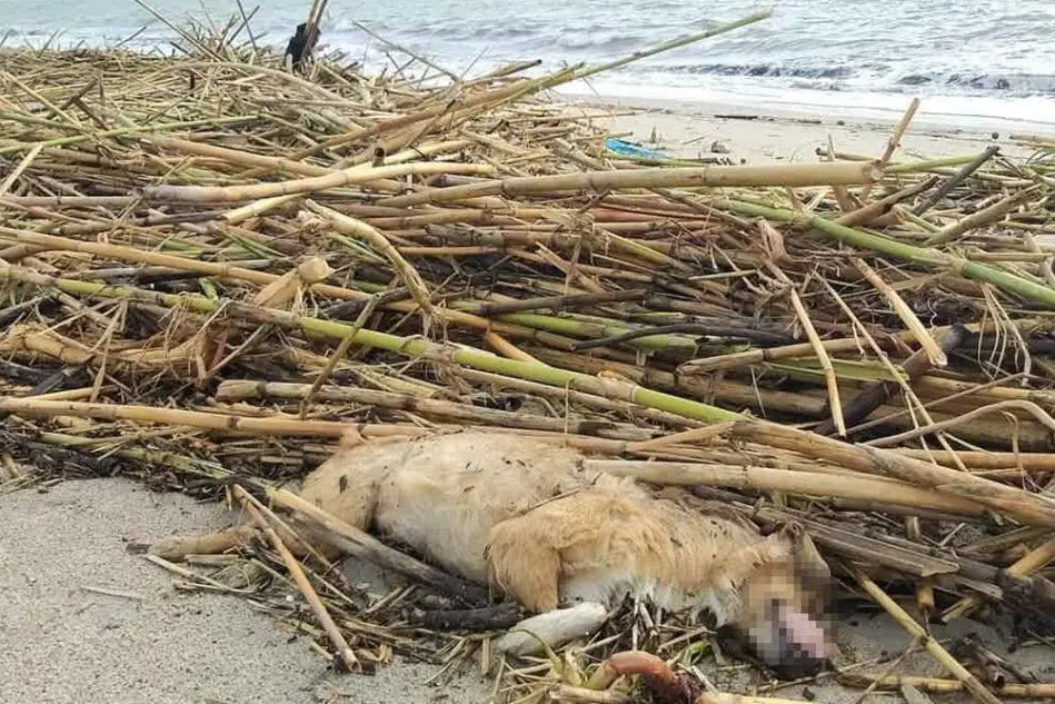 Sulla spiaggia è stato ritrovato anche un cane morto (L'Unione Sarda - foto Daga)