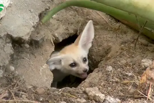 Al Bioparco di Roma nati cinque teneri fennec, i canidi più piccoli