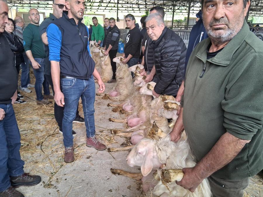 Macomer, tutto pronto per la mostra degli ovini e dell’agroalimentare