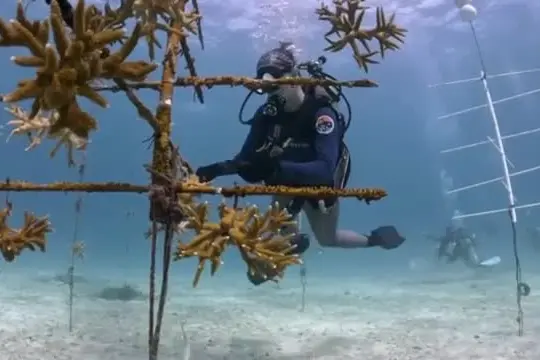 A caccia di coralli resistenti al surriscaldamento climatico