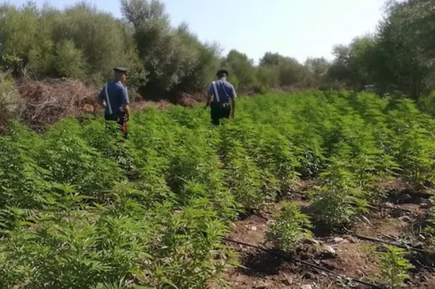 Una piantagione a Budoni (foto carabinieri)