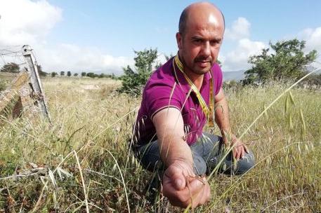 Cavallette, la Sardegna chiede lo stato di emergenza fitosanitaria