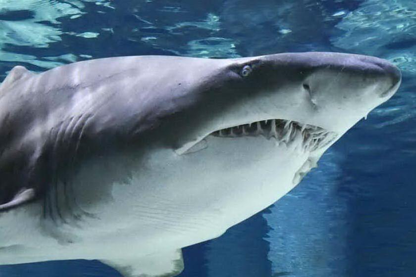 Sbranato da uno squalo durante la pesca in apnea, la vittima è un 36enne