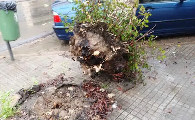 Il maltempo sradica alberi a Sinnai e Cagliari: segnalati danni alle automobili