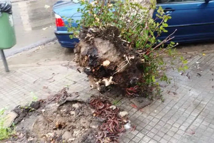 Il maltempo sradica alberi a Sinnai e Cagliari: segnalati danni alle automobili