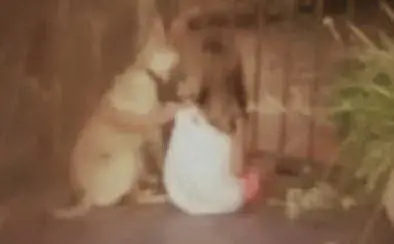 Giulia Schilirò di 3 anni, Flumini di Quartu, con il suo amico Pippo