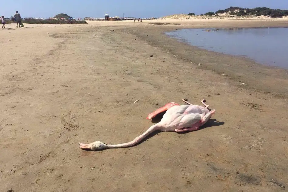 Un fenicottero morto in spiaggia