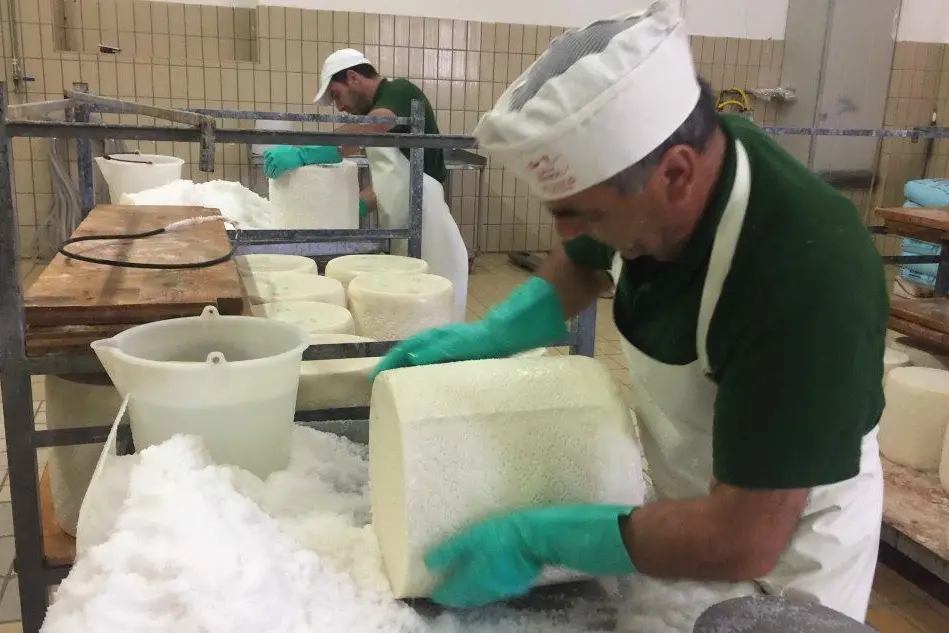 Pecorino romano a Pozzomaggiore (archivio L'Unione Sarda)
