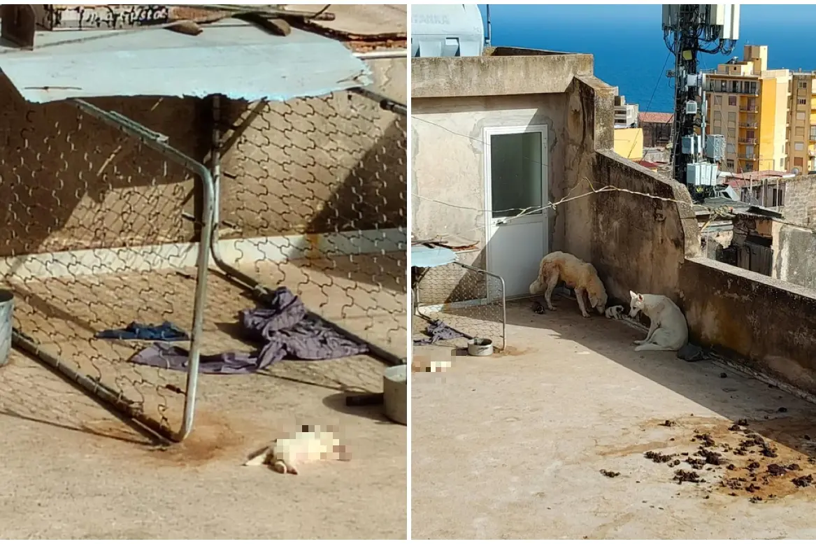 Gli animali chiusi nel terrazzino di un immobile abbandonato a Sciacca (Foto: Ansa)