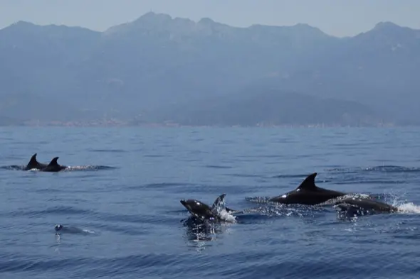 Mammiferi marini nel Santuario Pelagos (foto concessa)