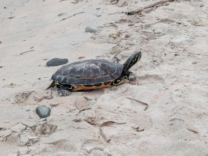 Quartu, tartaruga d’acqua dolce abbandonata in spiaggia: «Salvatela»