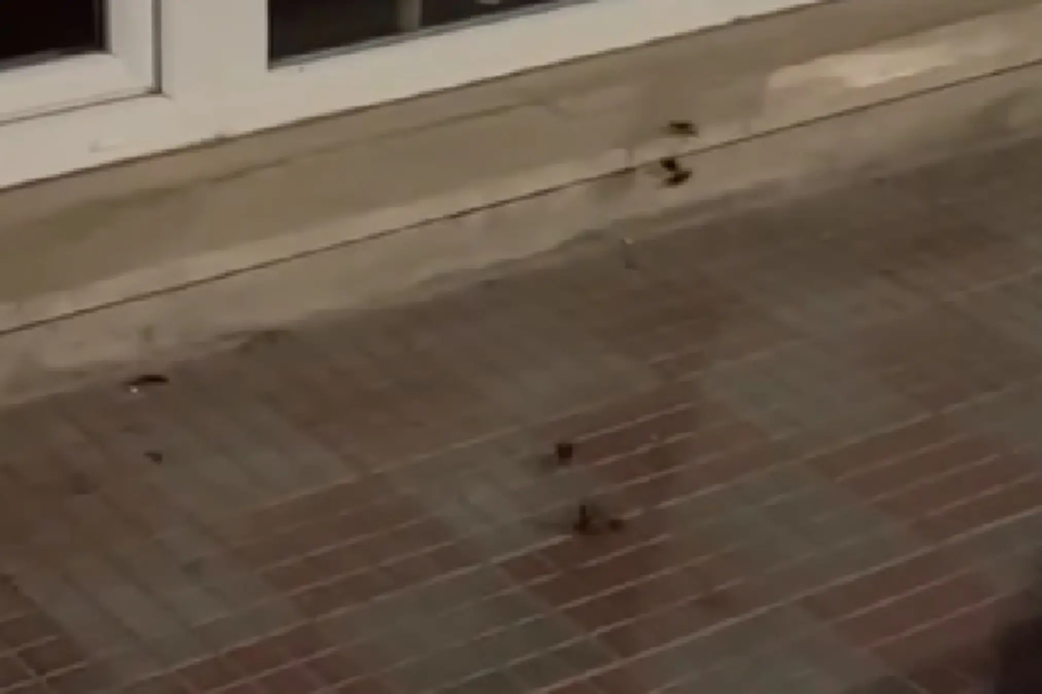 Cagliari, invasione di blatte in via Machiavelli