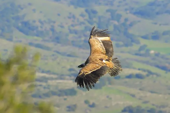 Un grifone nei cieli della Sradegna (foto forestale)