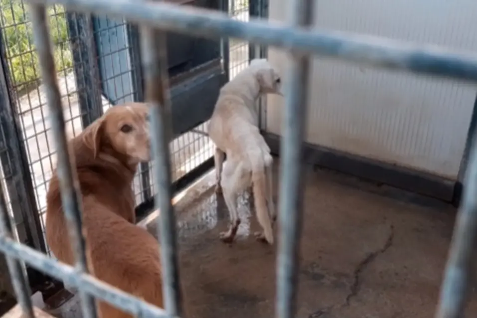 Cani in gabbia nel canile di Musei  (Frame da video)