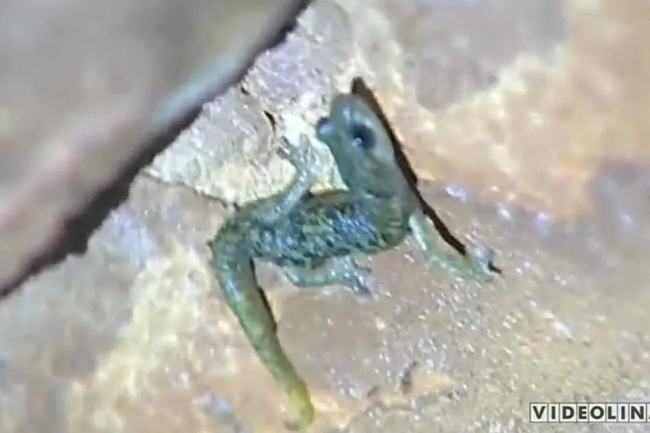 Il geotritone in un fermo immagine tratto dal Tg di Videolina