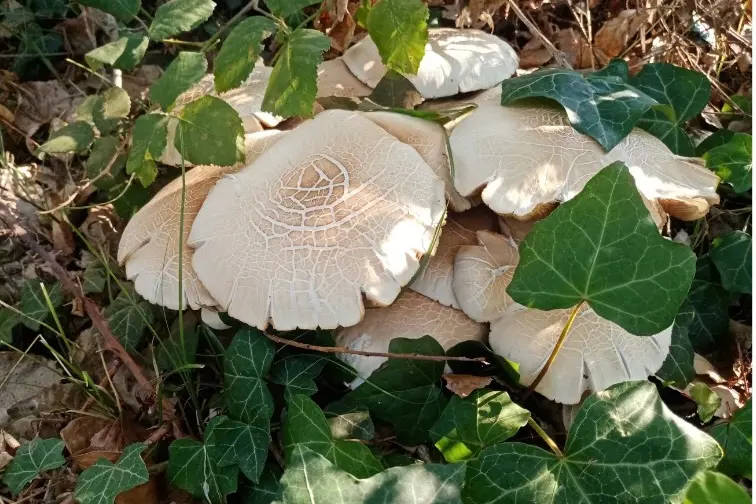 Troppi inesperti si avventurano alla ricerca di funghi (L'Unione Sarda)