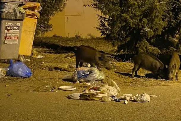 I cinghiali nella borgata marina di San Giovani di Sinis (foto Sara Pinna)