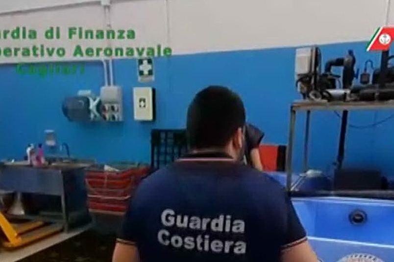 Mercato illegale di ricci di mare: venticinque indagati ad Alghero