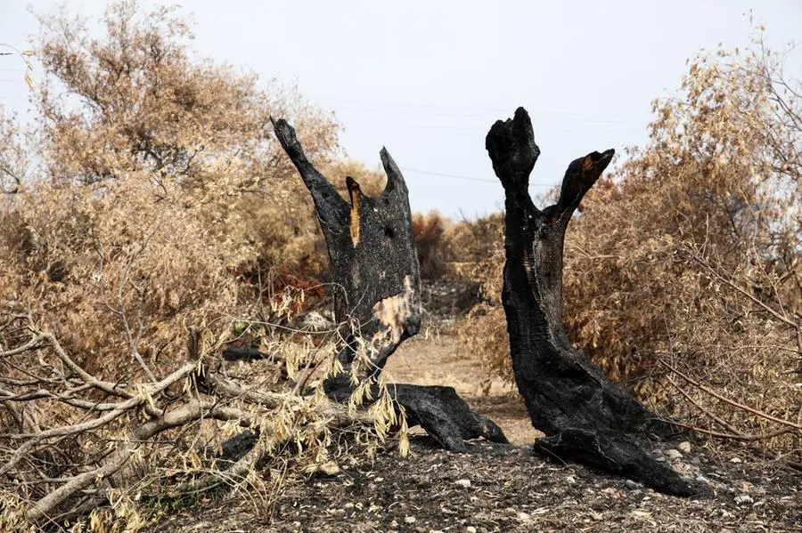 Uno dei tantissimi alberi divorati dalle fiamme (foto N. P.)