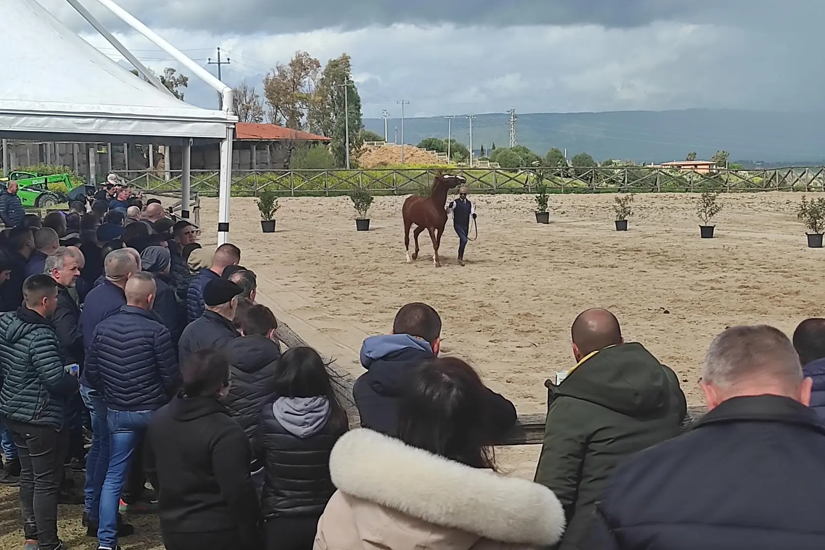 Presentazione stalloni a Ozieri (foto G. Marras)