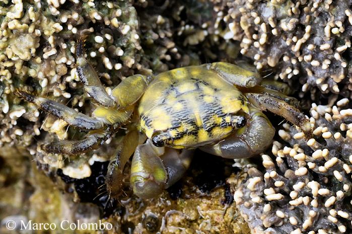 C’è una nuova specie di granchio che abita le acque della Sardegna