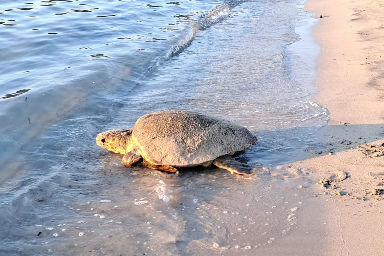 La tartaruga torna in mare a Maladroxia