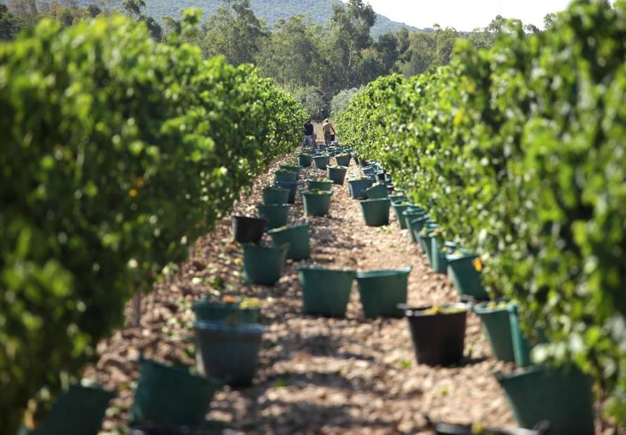 Vino, il caldo anticipa la vendemmia