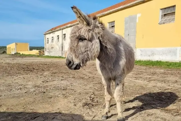 L'asinello Severino (foto Tellini)