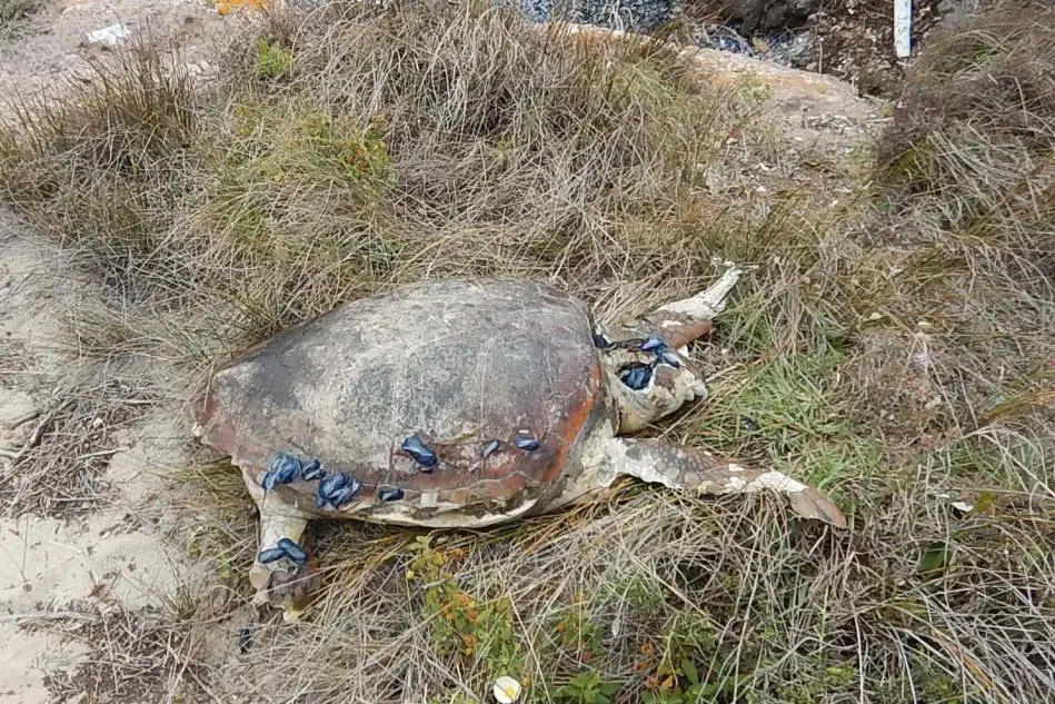 La tartaruga morta trovata dalla Guardia Costiera