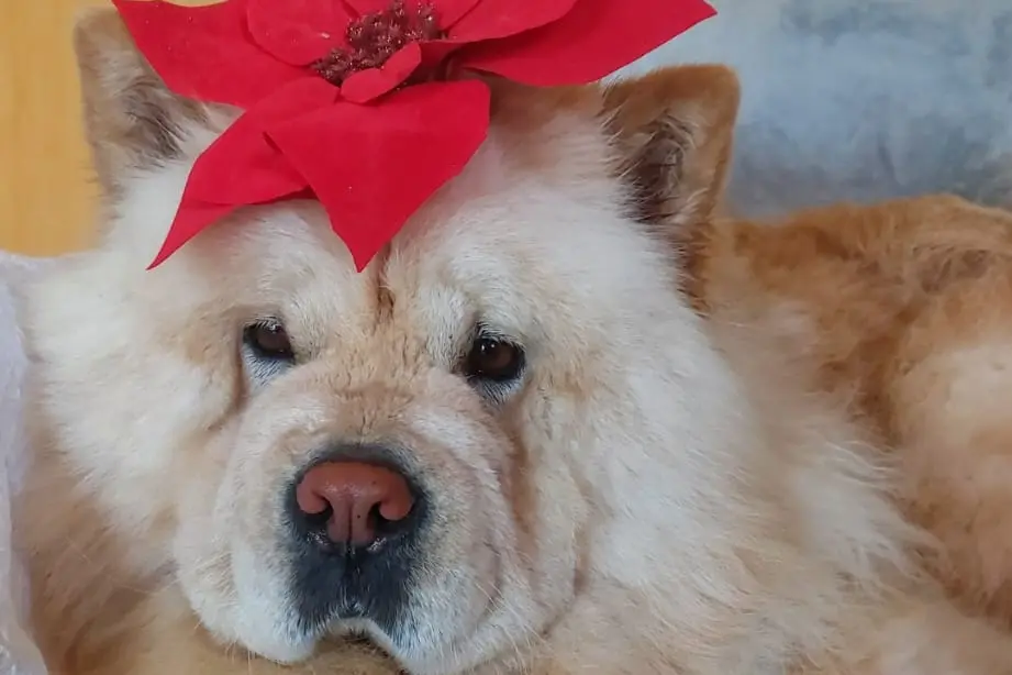 Auguri per un Natale sereno da Cinzia Gentili, Cagliari