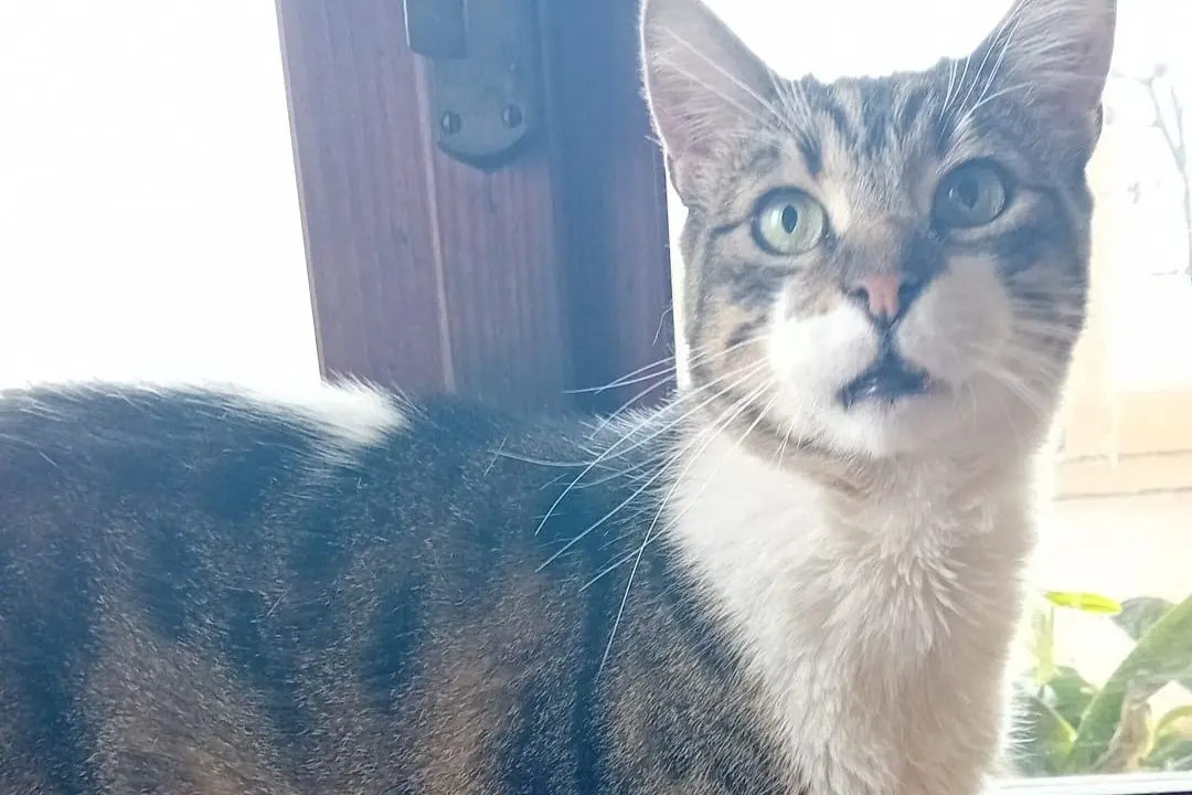 Il gatto scomparso