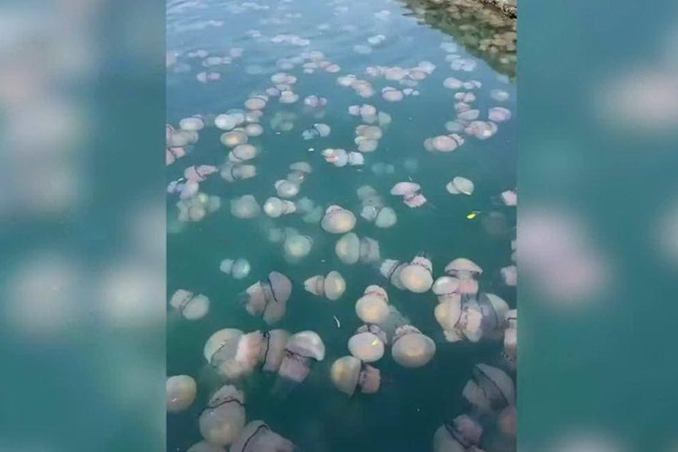 Invasione di meduse, il mare si colora di bianco