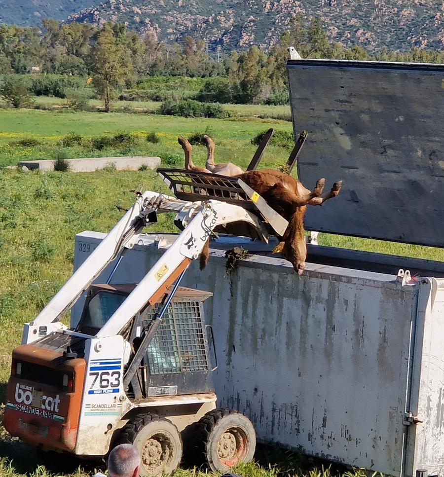 «Sterminate 190 mucche e vanificati i sacrifici sostenuti da 3 famiglie»