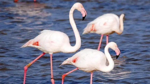 Flamingo tot in Cabras aufgefunden, neue Bestätigung trifft ein: „Es ...
