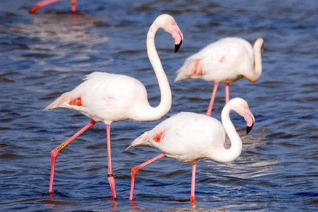 Flamingos (Ansa)