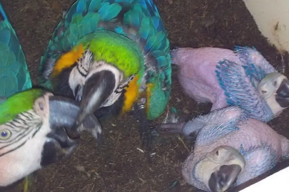 Due piccoli di pappagalli Ara nati all'Arbatax Park