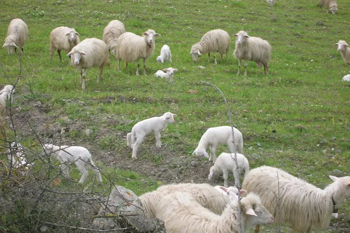 Un gregge di pecore in Sardegna (immagine simbolo, foto Ansa)