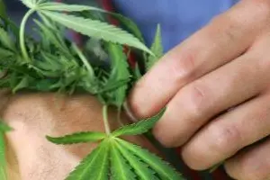 Una piantina di marijuana
