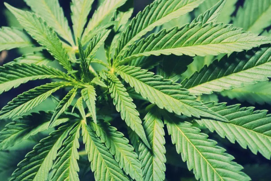 Marijuana