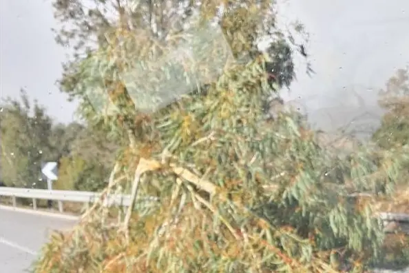 L’albero sulla carreggiata (foto Ledda)