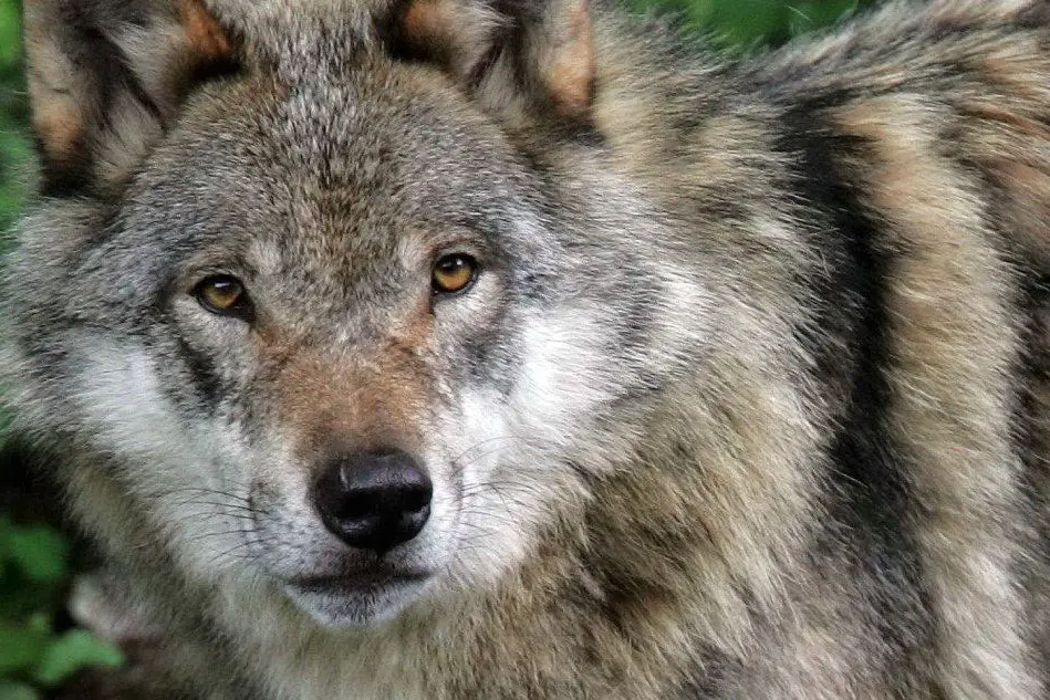 Un lupo adulto con un cucciolo (foto archivio L'Unione Sarda)