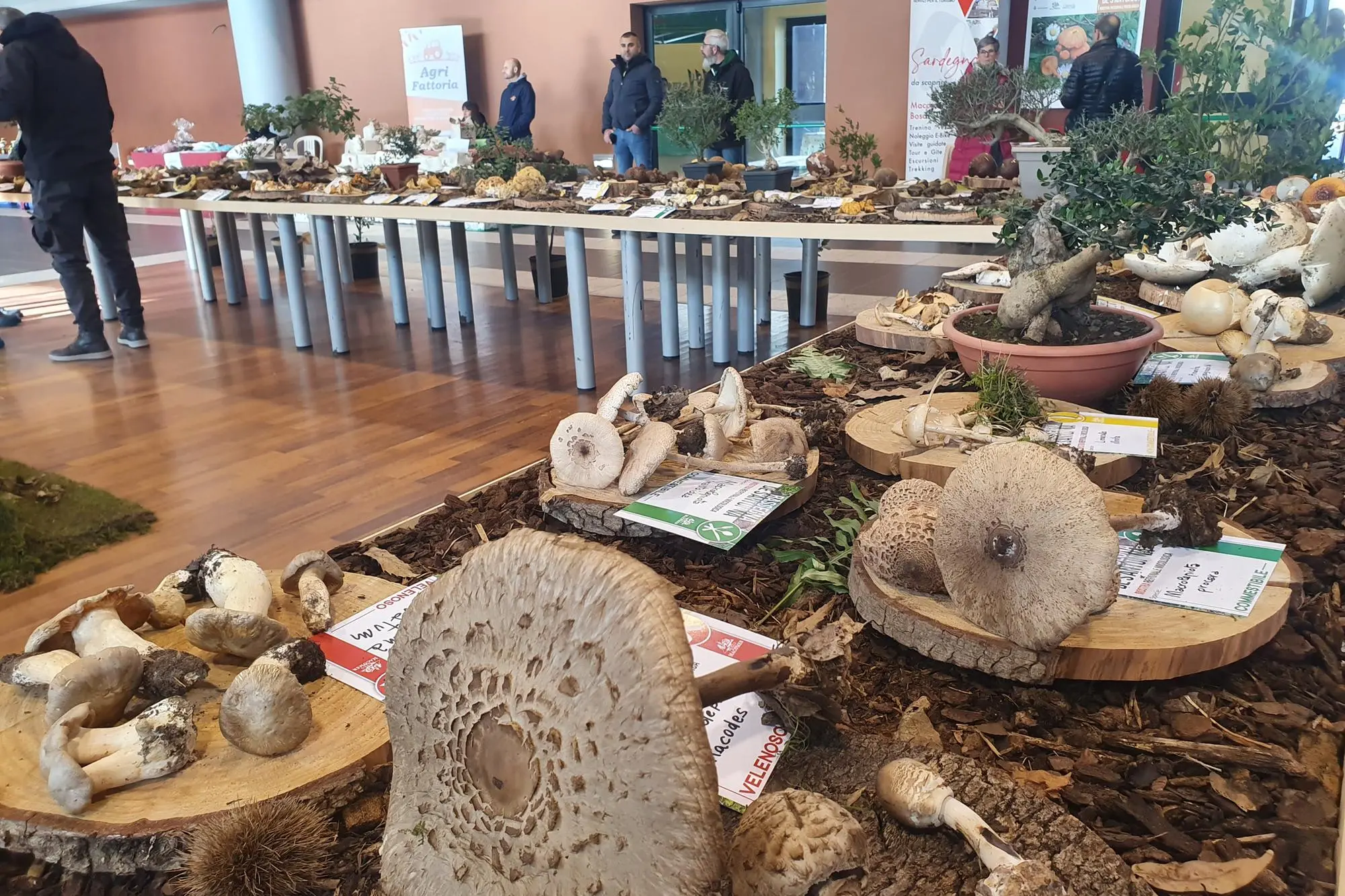 Diverse tipologie di funghi in mostra a Macomer (foto Oggianu)