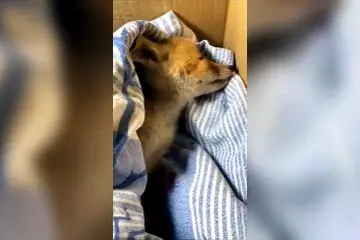 Lulù, la cucciola di volpe trovata ferita sulla Tempio-Palau: «Non ce l’ha fatta, il soccorso h24 non ha funzionato»