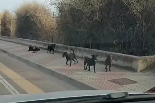 Cani randagi in zona via Newton, Cagliari (L'Unione Sarda)