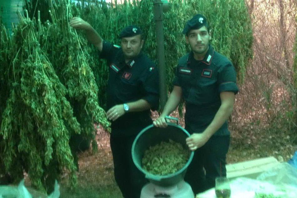Una piantagione di marijuana a IsiliTre arresti, sequestrati chili di droga