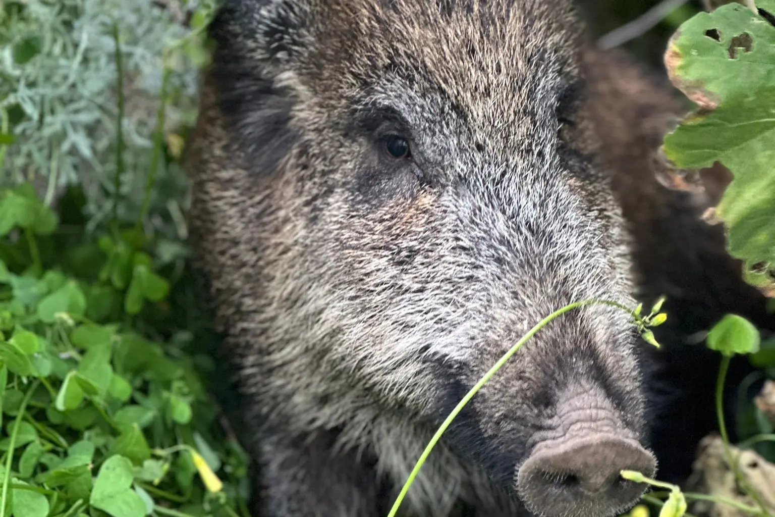 La femmina di cinghiale a La Maddalena (Foto: Lav)