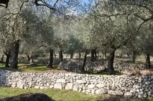 Alberi di olivo