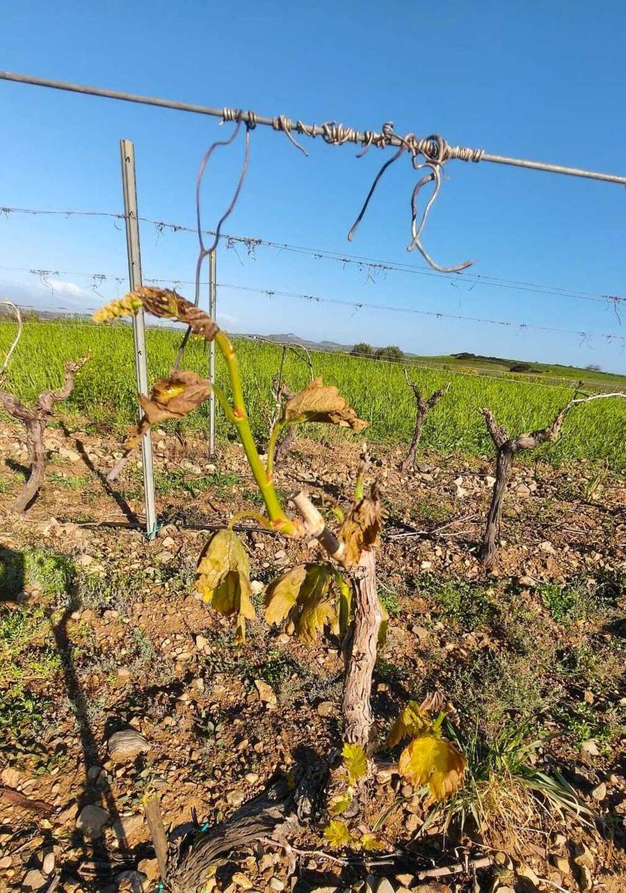 Pioggia, vento e grandine: sos dai vigneti del Sud Sardegna