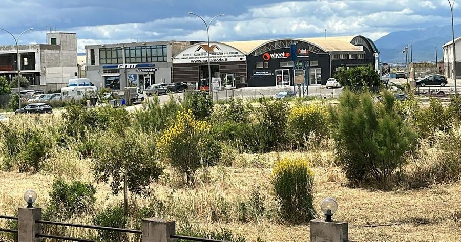 Cortexandra, erbacce e degrado tra gli alberi  del giardino urbano