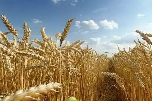 Grano Cappelli (foto archivio L'Unione Sarda)